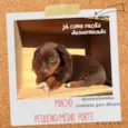 Filhotes resgatados 