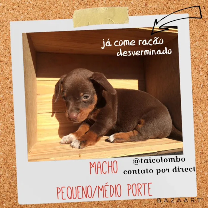 Cachorro ra a SRD idade Abaixo de 2 meses nome Filhotes resgatados 