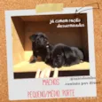 Filhotes resgatados 