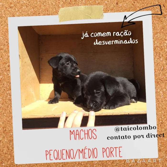 Cachorro ra a SRD idade Abaixo de 2 meses nome Filhotes resgatados 