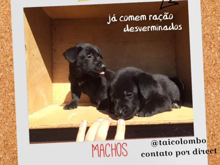 Cachorro ra a SRD idade Abaixo de 2 meses nome Filhotes resgatados 