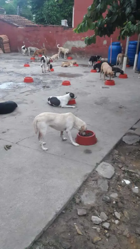 Cachorro ra a Srd idade 7 a 11 meses nome Vegas 