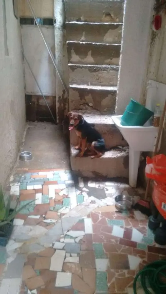 Cachorro ra a Srd idade 7 a 11 meses nome Vegas 