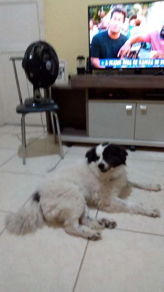 Cachorro ra a Border Collie idade 6 ou mais anos nome Luck