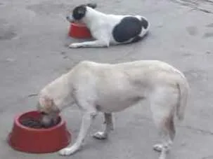 Cachorro ra a Srd idade 7 a 11 meses nome Vegas 