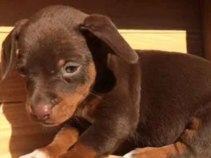 Cachorro raça SRD idade Abaixo de 2 meses nome Filhotes resgatados 