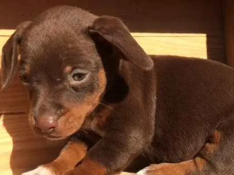Cachorro ra a SRD idade Abaixo de 2 meses nome Filhotes resgatados 