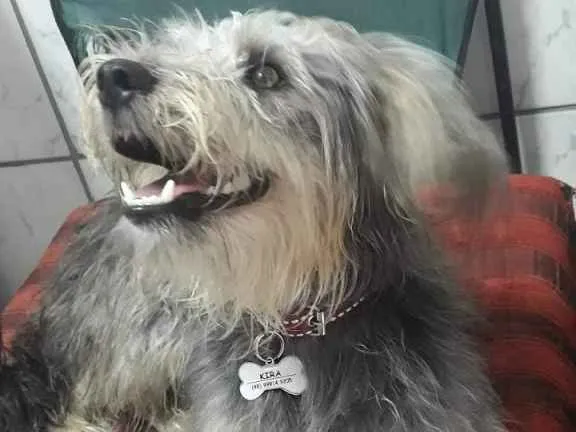 Cachorro ra a SRD idade 1 ano nome Kira