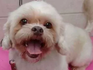 Cachorro raça shitzu idade 6 ou mais anos nome Alemao