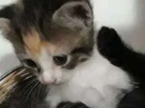 Gato raça Siamês  idade Abaixo de 2 meses nome Bella, Ox, Bob, Abel