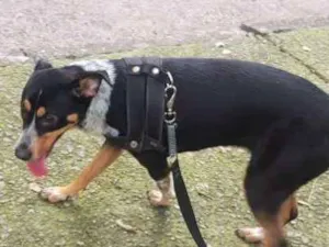 Cachorro raça Srd idade 7 a 11 meses nome Mel