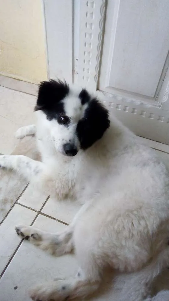 Cachorro ra a Border Collie idade 6 ou mais anos nome Luck