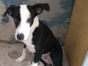 Cachorro raça vira latas idade 2 a 6 meses nome princesa