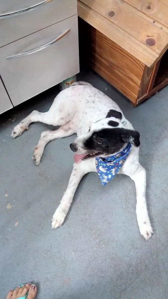 Cachorro ra a Border Collie idade 6 ou mais anos nome Luck