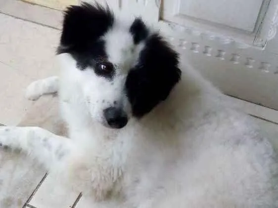 Cachorro ra a Border Collie idade 6 ou mais anos nome Luck