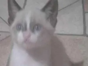 Gato raça srd idade 2 a 6 meses nome xuxa e tingo