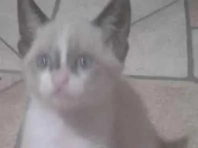 Gato ra a srd idade 2 a 6 meses nome xuxa e tingo