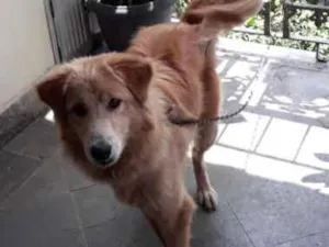 Cachorro raça Cold Retriver idade 7 a 11 meses nome Halfe