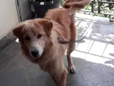 Cachorro ra a Cold Retriver idade 7 a 11 meses nome Halfe
