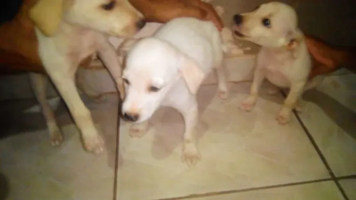 Cachorro raça Desconhecido idade Abaixo de 2 meses nome Filhote
