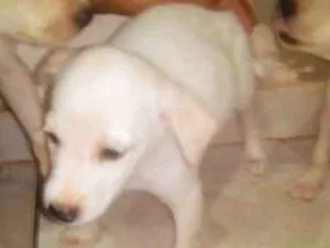 Cachorro raça Desconhecido idade Abaixo de 2 meses nome Filhote