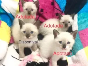 Gato raça Sem Raça Definida idade 2 a 6 meses nome Gremlins