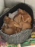 Cinco gatinhos