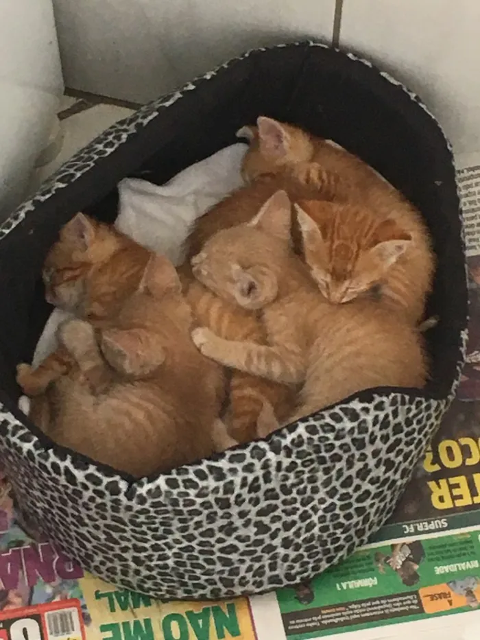 Gato raça SRD idade 2 a 6 meses nome Cinco gatinhos