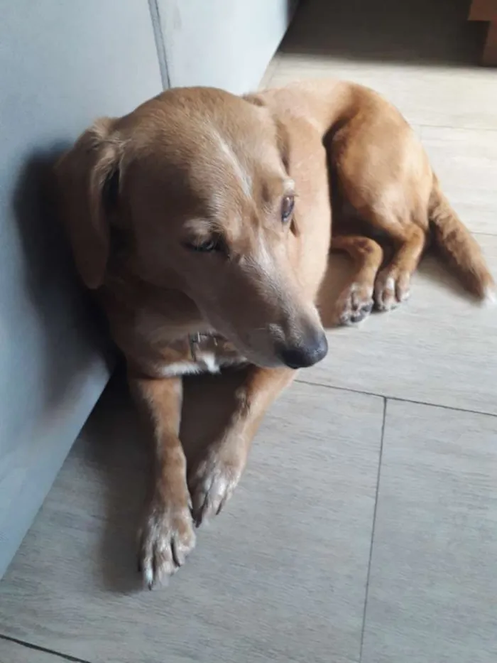 Cachorro ra a Vira lata idade 5 anos nome Mel