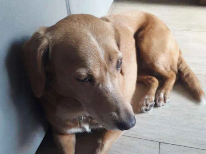 Cachorro ra a Vira lata idade 5 anos nome Mel