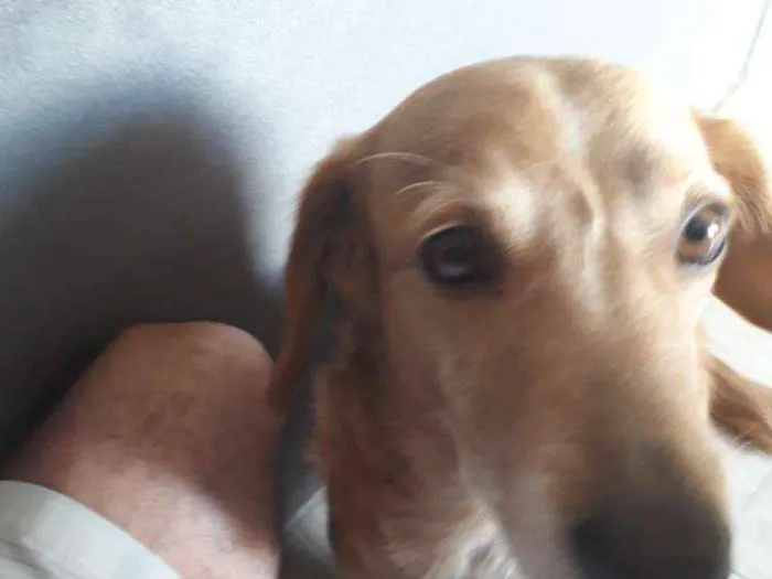 Cachorro ra a Vira lata idade 5 anos nome Mel