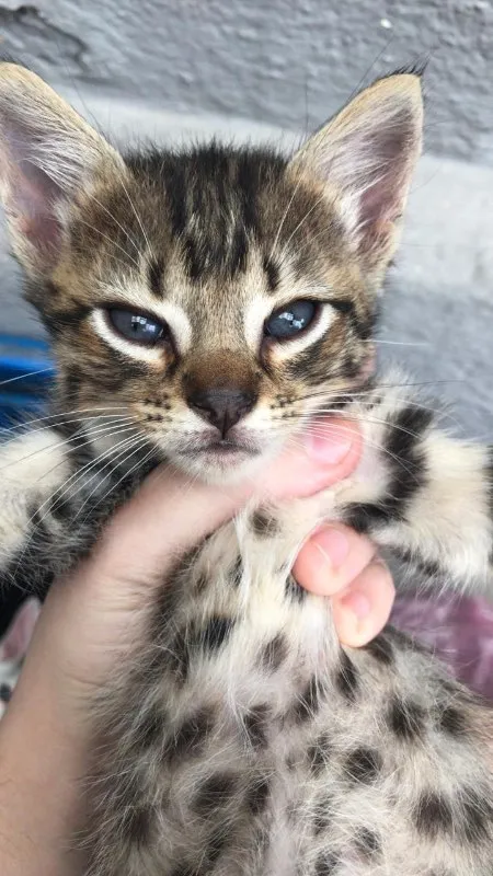 Gato ra a  idade 2 a 6 meses nome Bebes