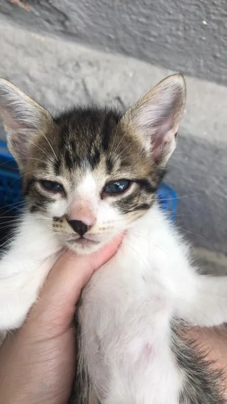 Gato ra a  idade 2 a 6 meses nome Bebes