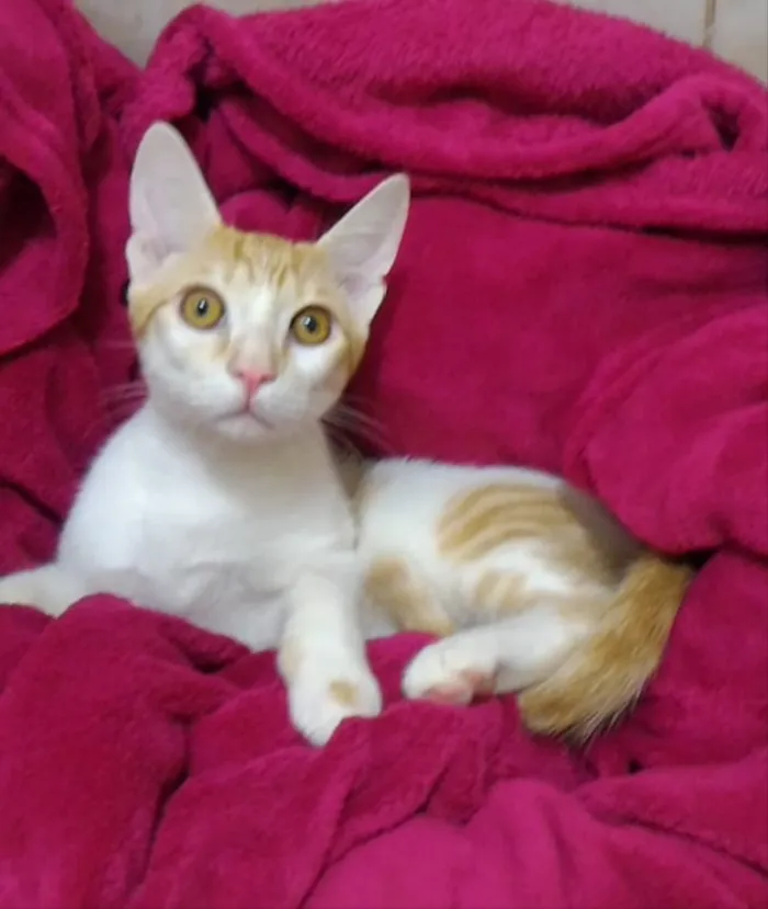 Gato ra a SRD idade 2 a 6 meses nome Ted 