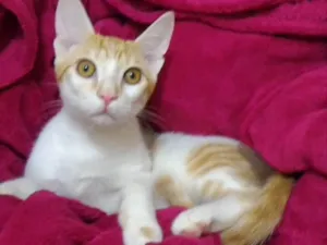 Gato raça SRD idade 2 a 6 meses nome Ted 