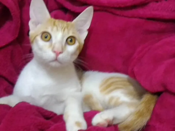 Gato ra a SRD idade 2 a 6 meses nome Ted 