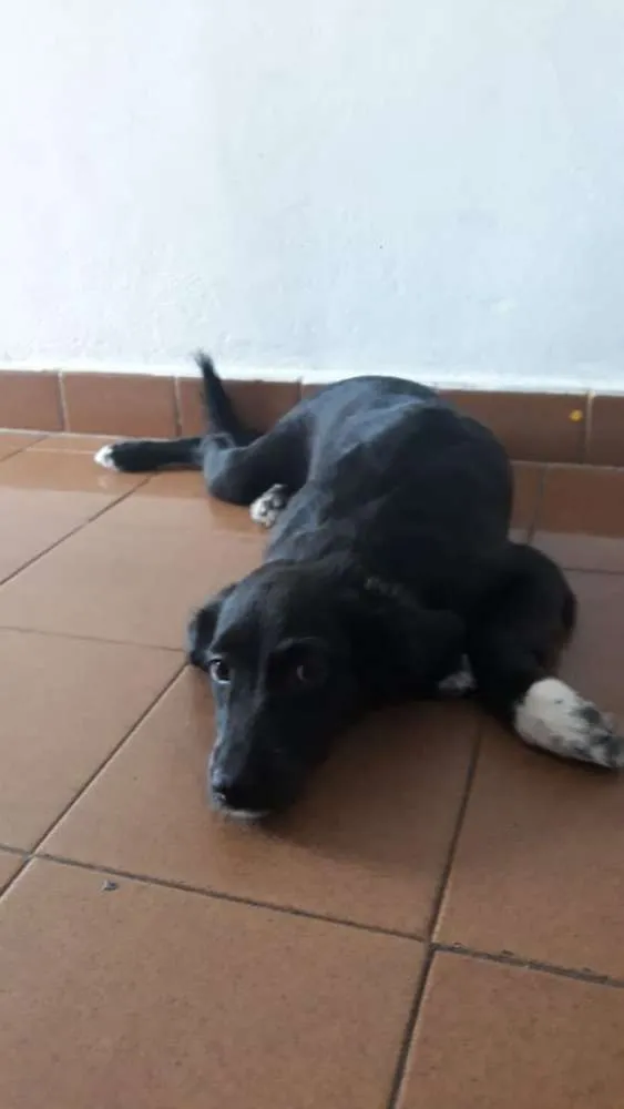 Cachorro ra a Vira lata  idade 2 a 6 meses nome Barriguinha de couro