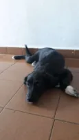 Barriguinha de couro