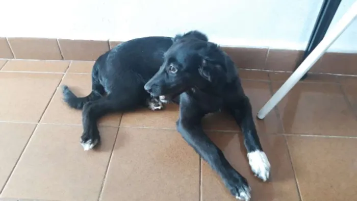 Cachorro ra a Vira lata  idade 2 a 6 meses nome Barriguinha de couro