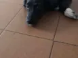 Barriguinha de couro
