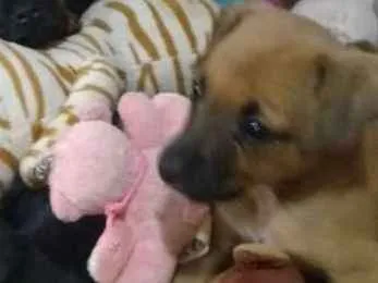 Cachorro ra a SRD.  (sem raça definida)  idade Abaixo de 2 meses nome À ser dado pelo dono