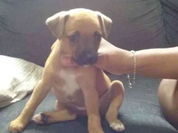 Cachorro ra a SRD.  (sem raça definida)  idade Abaixo de 2 meses nome À ser dado pelo dono