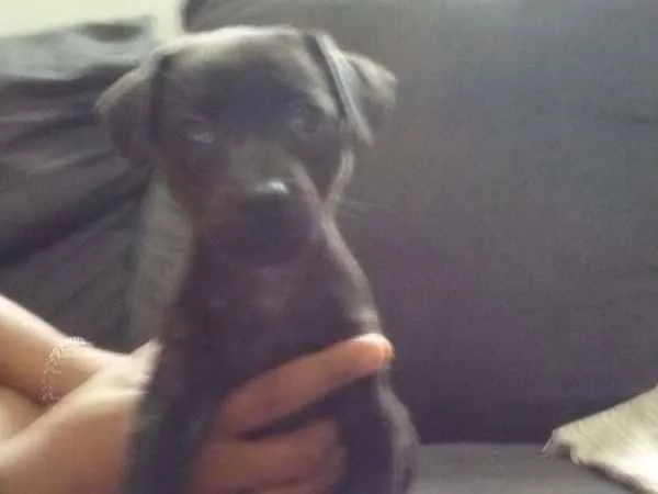 Cachorro ra a SRD.  (sem raça definida)  idade Abaixo de 2 meses nome À ser dado pelo dono