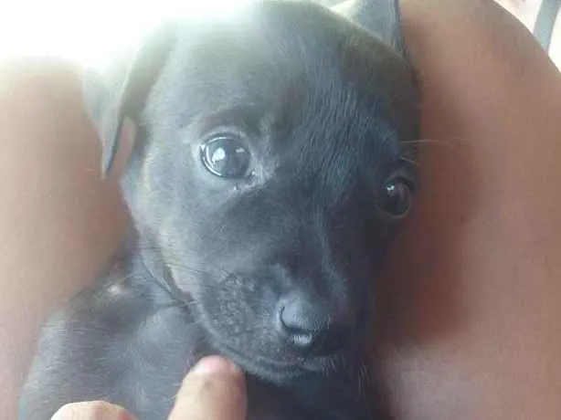 Cachorro ra a SRD.  (sem raça definida)  idade Abaixo de 2 meses nome À ser dado pelo dono