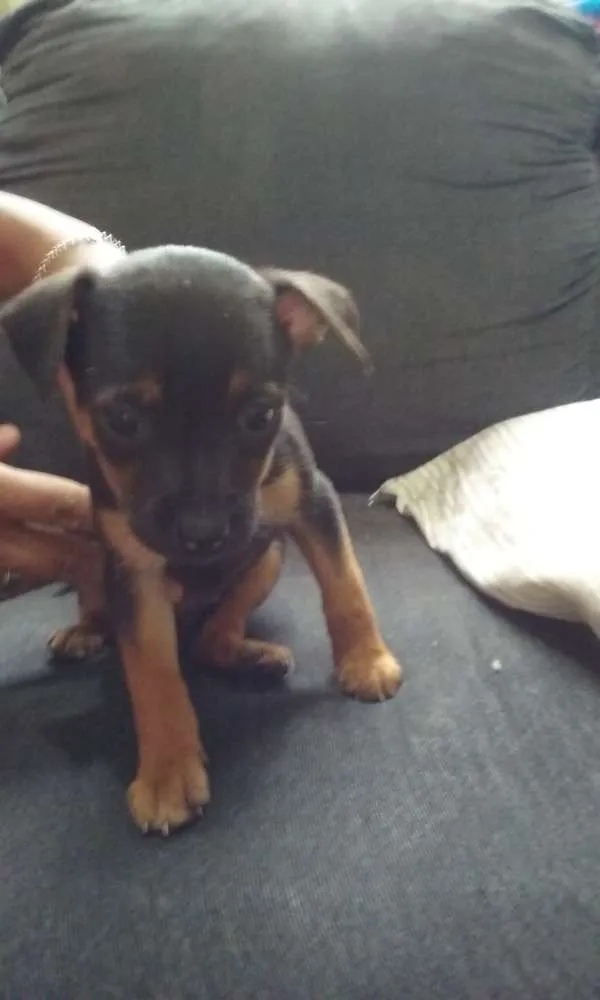 Cachorro ra a SRD.  (sem raça definida)  idade Abaixo de 2 meses nome À ser dado pelo dono