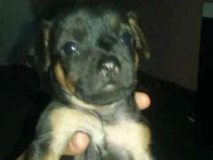 Cachorro raça SRD.  (sem raça definida)  idade Abaixo de 2 meses nome À ser dado pelo dono