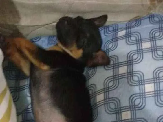 Cachorro ra a SRD.  (sem raça definida)  idade Abaixo de 2 meses nome À ser dado pelo dono
