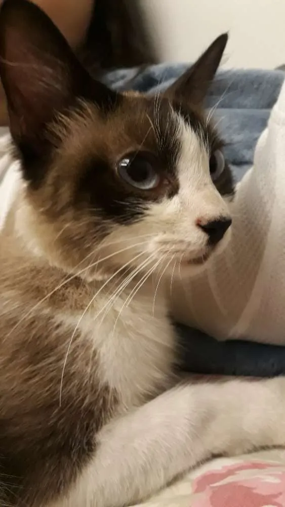 Gato raça Vira Lata idade 7 a 11 meses nome Laura
