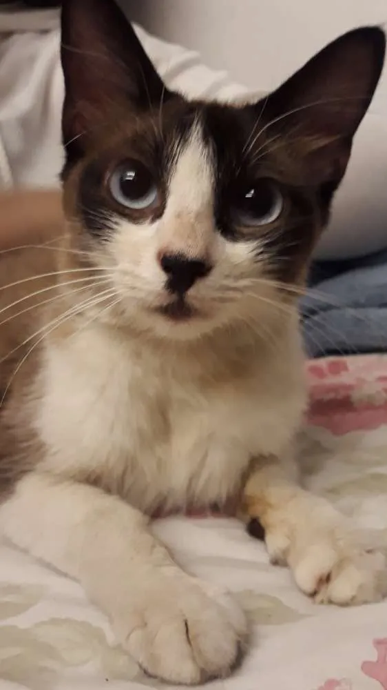 Gato raça Vira Lata idade 7 a 11 meses nome Laura