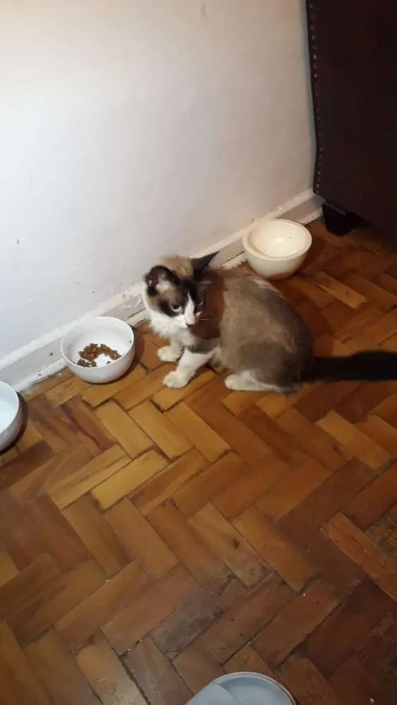Gato raça Vira Lata idade 7 a 11 meses nome Laura